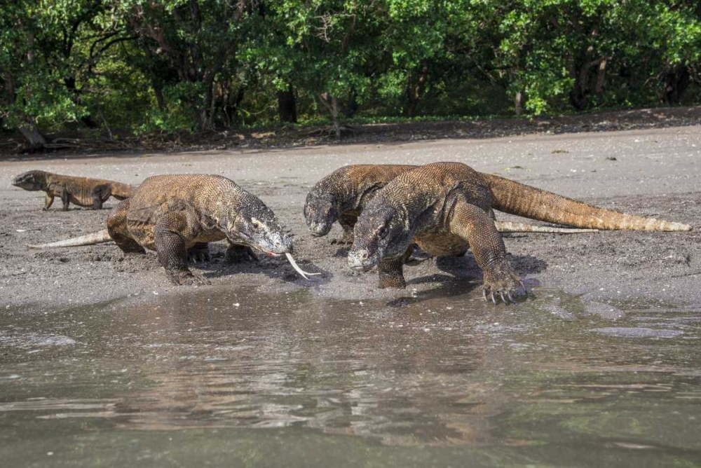Indonesia, Rinca Island, Komodo NP Komodo dragon